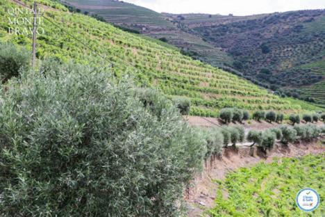 Ervedosa do DouroQuinta Do Monte Bravo - Douro - Quarto Duplo别墅 外观 照片